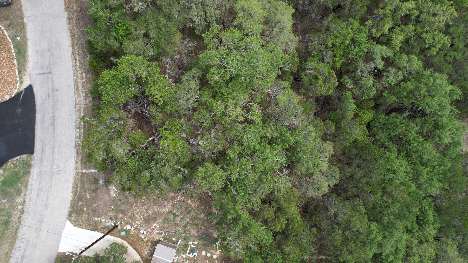 Nadir drone frame straight down over the lot at 183 Palm showing unbroken oak and juniper canopy, with the paved road along the left edge