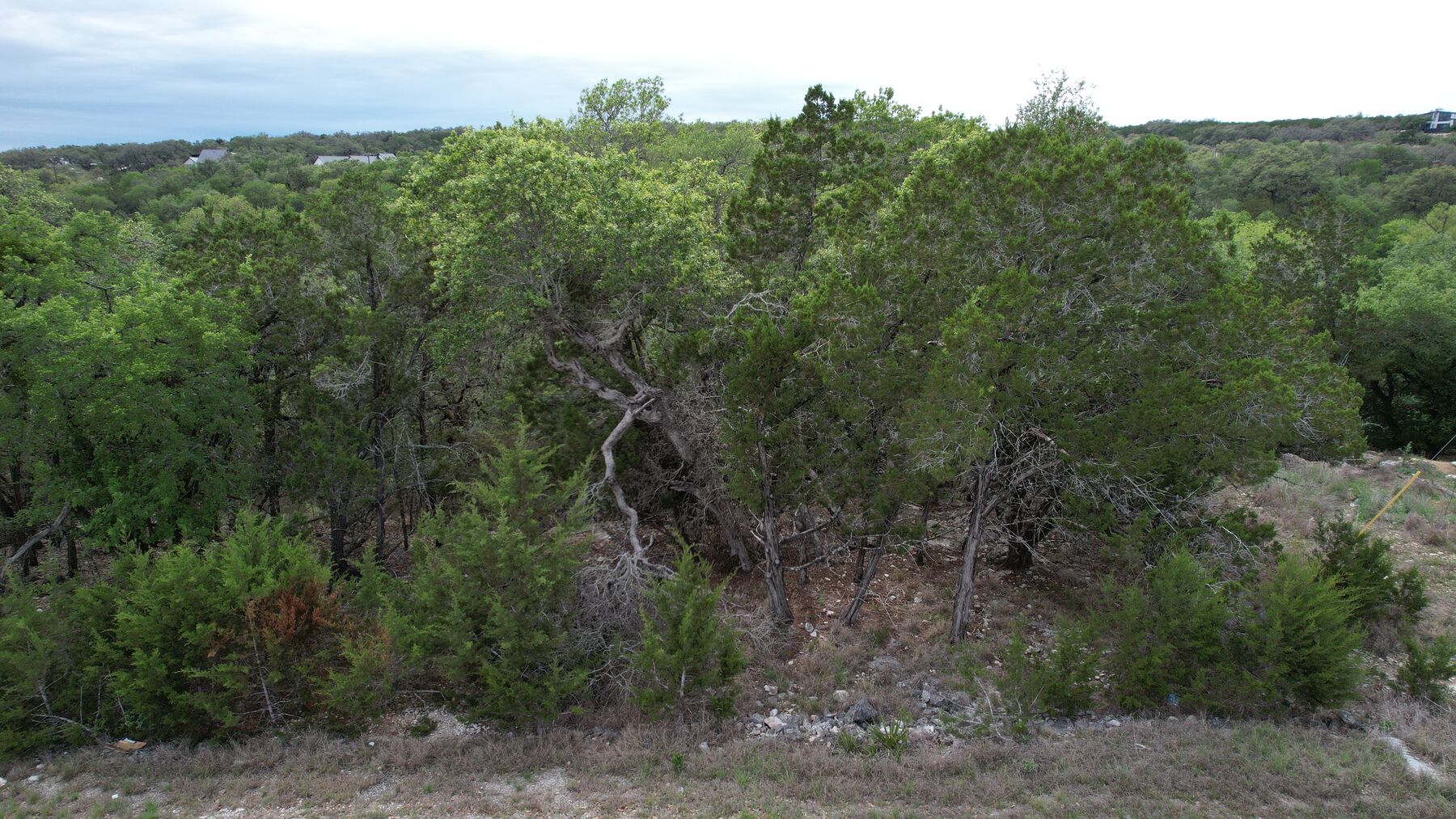 Live oak and juniper along the front of the lot at 183 Palm, photographed from just above the road