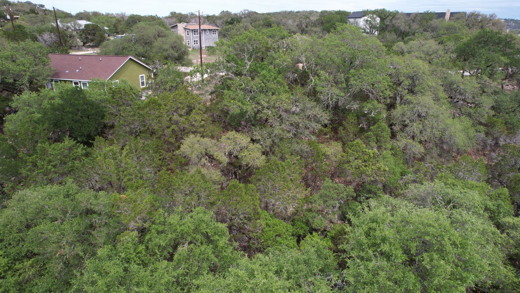 Aerial over the canopy at 183 Palm showing mature live oak above a cedar understory, with bare ground showing through in places