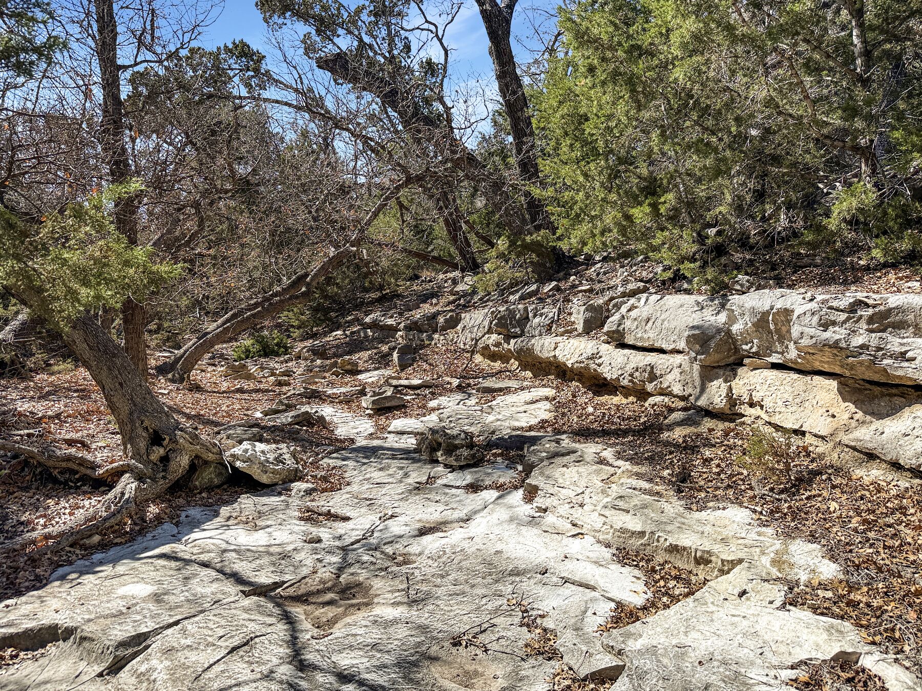 A natural limestone outcropping at 214 Hazelett Dale Rd — exposed bedrock and a stepped shelf breaking out of the bank, with dormant grass and leaf litter around it