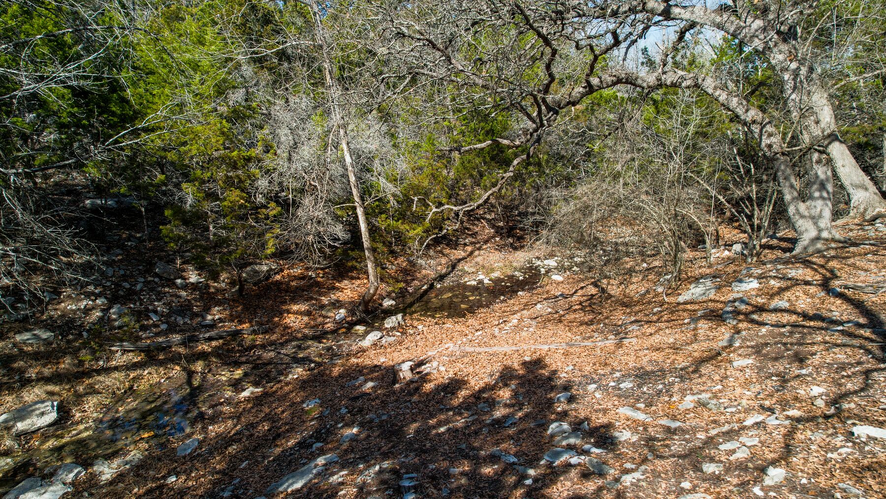 Low aerial dropping into the shaded creek bottom at 214 Hazelett Dale Rd beneath a canopy of bare oaks, the water showing through the trunks below