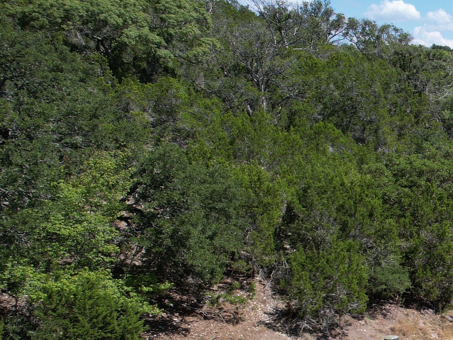 Live oak and cedar covering the western slope at 230 Marshall Dr, no water in the frame