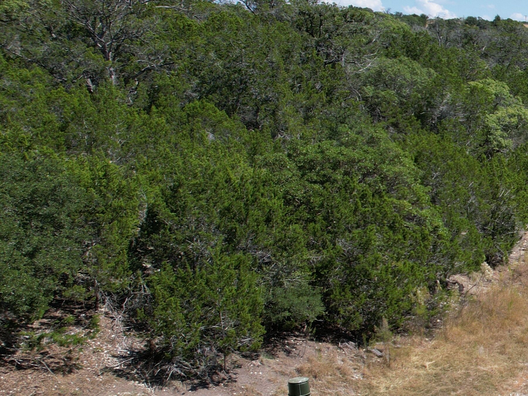 Dense cedar thicket on the slope above the pond at 230 Marshall Dr, seen from the air