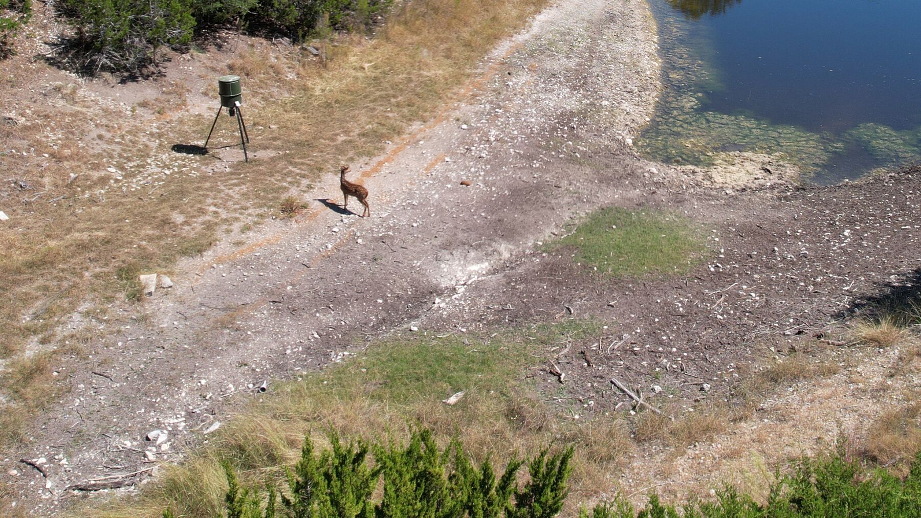 A tripod feeder and a deer standing beside the track at 230 Marshall Dr, with green algae showing in the shallow water nearby