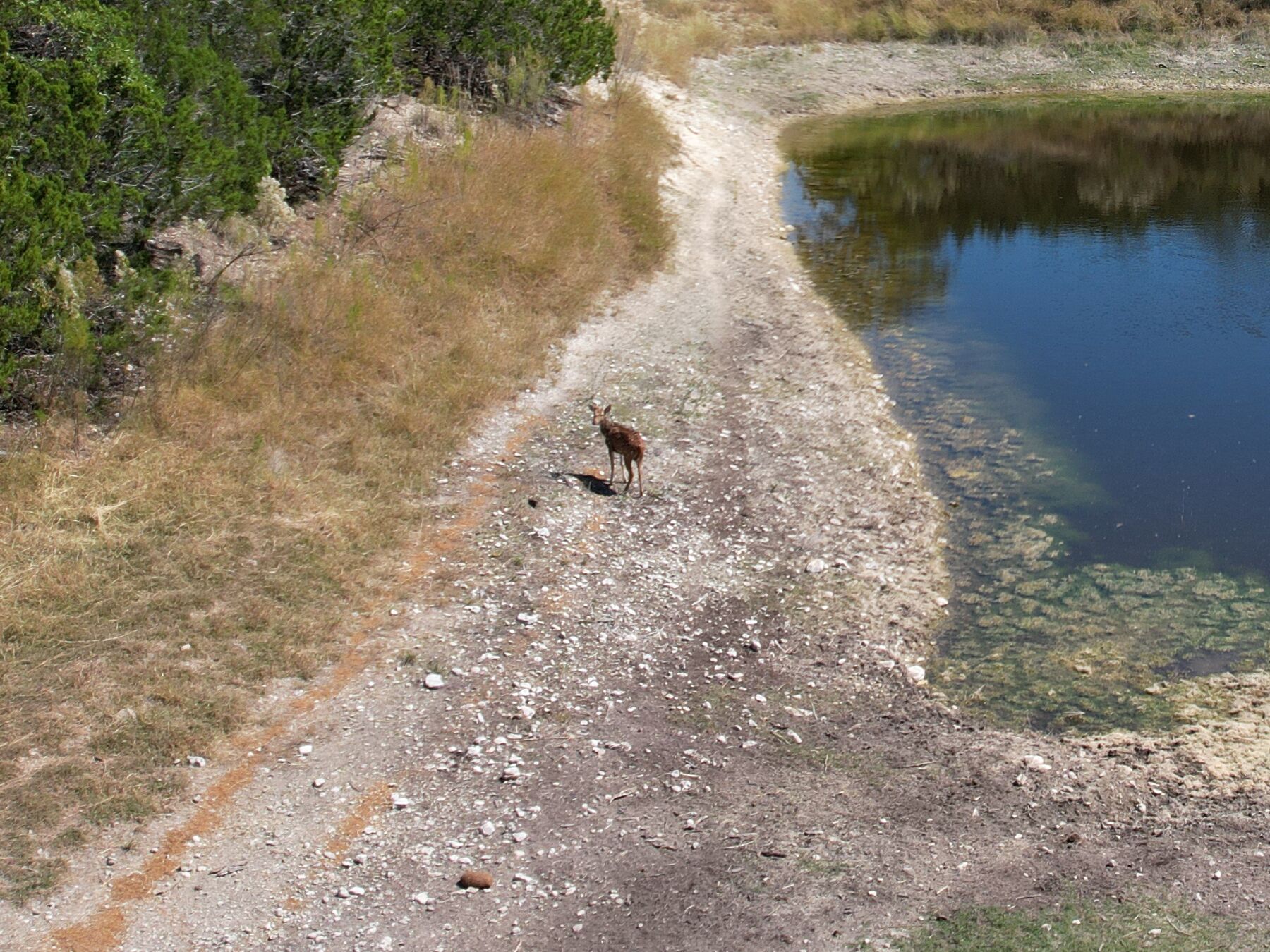 A white-tail fawn standing on the caliche track above the pond at 230 Marshall Dr
