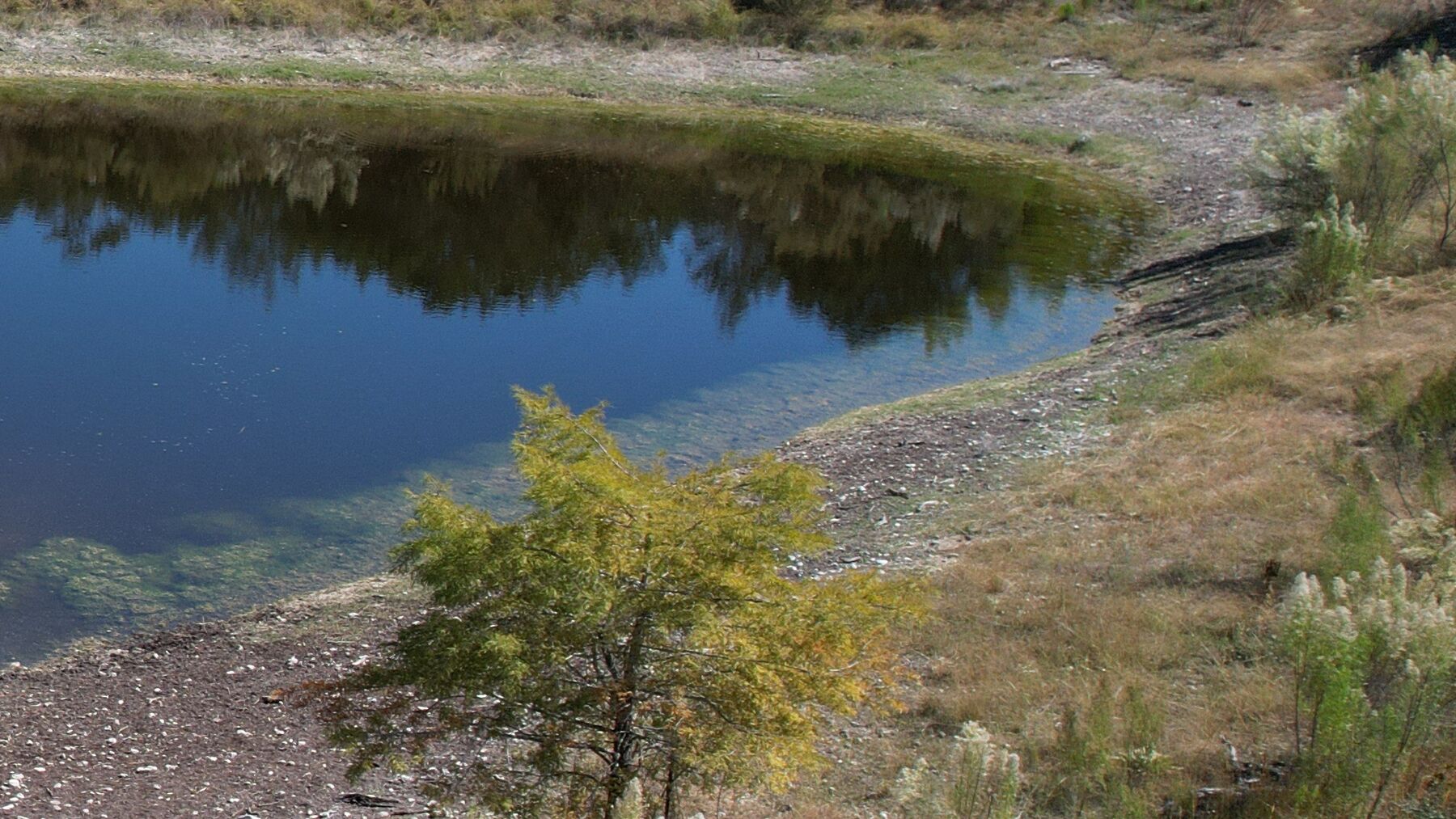 The east side of the pond at 230 Marshall Dr with a wide band of dry shoreline exposed and one tree in the frame beginning to turn colour