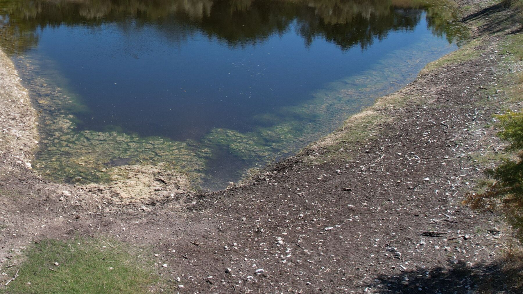 Close aerial on the shallow edge of the pond at 230 Marshall Dr, green algae lying over the submerged shelf with exposed cobble beyond the waterline