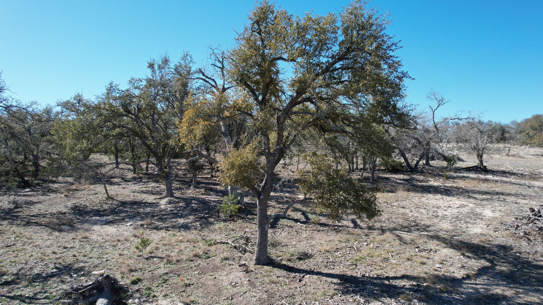 A mature live oak carrying a full canopy in February, with bare deciduous trees around it