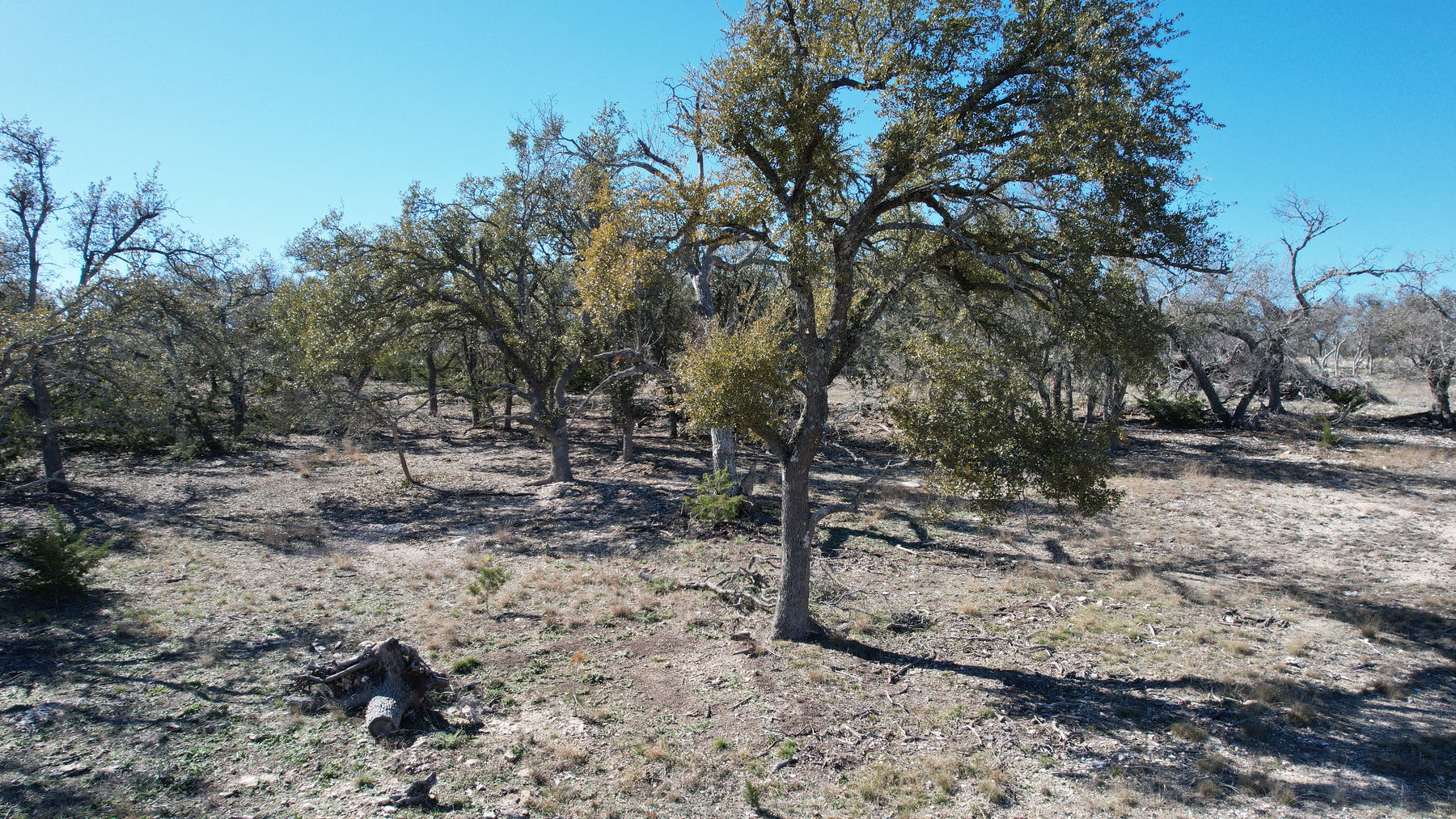 Aerial of oaks growing in a stand rather than as single specimens